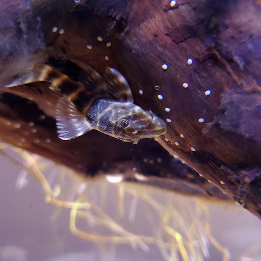 Tropical Fish Store «Aquarium Village», reviews and photos, 461 Old Country Rd, Westbury, NY 11590, USA