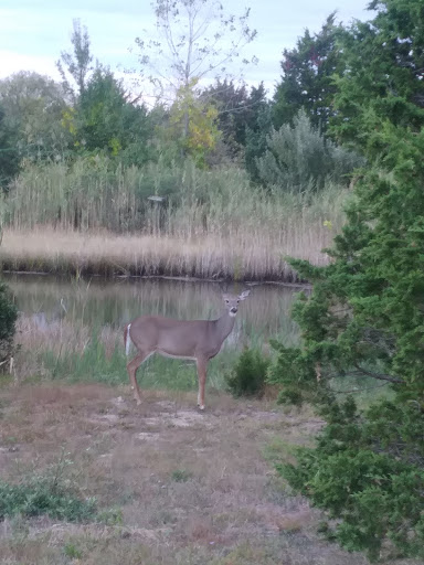 Nature Preserve «Meigs Point Nature Center», reviews and photos, 1288 Boston Post Rd, Madison, CT 06443, USA