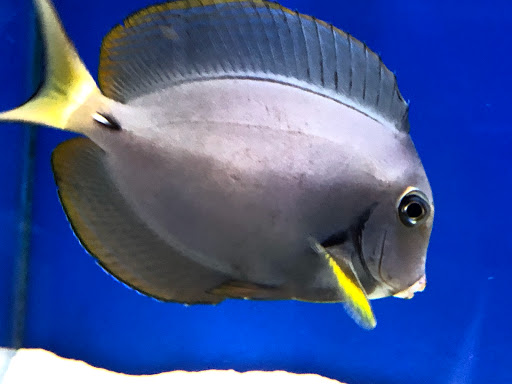 Aquarium Shop «Aquarium Depot», reviews and photos, 11762 SW 88th St, Miami, FL 33186, USA