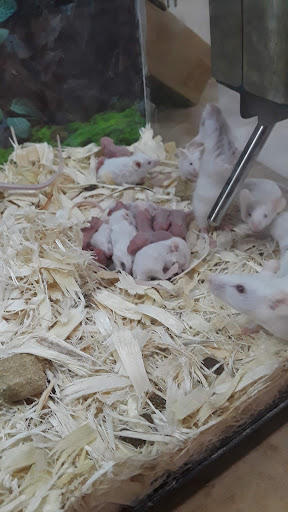 Pet Store «Hackettstown Pet Supplies», reviews and photos, 141 Main St, Hackettstown, NJ 07840, USA