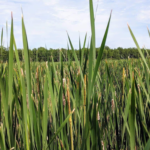 Nature Preserve «Tifft Nature Preserve», reviews and photos, 1200 Fuhrmann Boulevard, Buffalo, NY 14203, USA