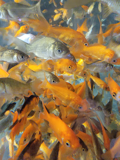 Pet Supply Store «Petco Animal Supplies», reviews and photos, 806 W Paradise Dr, West Bend, WI 53095, USA