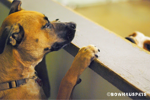 Dog Day Care Center «The Bowhaus Pet Company», reviews and photos, 2472 E Colorado Blvd, Pasadena, CA 91107, USA