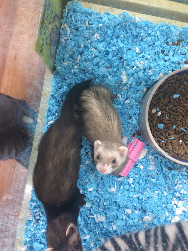 Pet Supply Store «Pet Supermarket», reviews and photos, 7822 Gall Blvd, Zephyrhills, FL 33541, USA