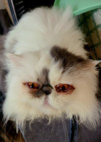 Katia's Dog Gone Walking(All Pet Service) - Photo 3 - Car repair in Seattle, WA, Bellevue