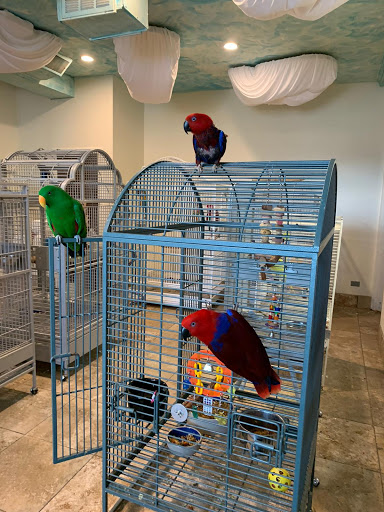 Parrot stores Denver
