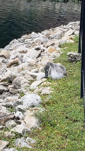 Coffee Shop «Starbucks», reviews and photos, 102 E Irving Park Rd, Itasca, IL 60143, USA