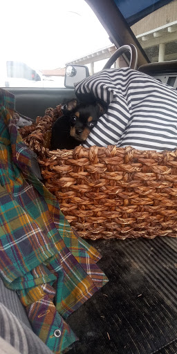 Pet Supply Store «Stockton Hill Feed & Pet», reviews and photos, 4250 Stockton Hill Rd, Kingman, AZ 86409, USA