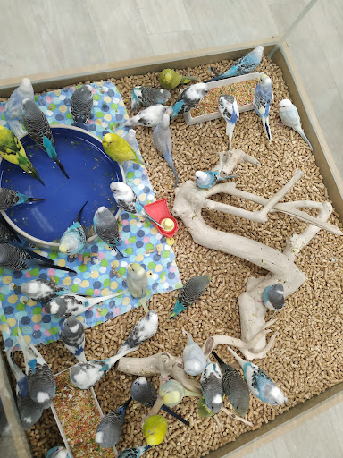 Pet Store «Petland Topeka», reviews and photos, 1801 SW Wanamaker Rd, Topeka, KS 66614, USA