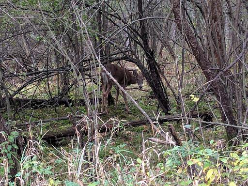 Nature Preserve «McDonald Woods Forest Preserve», reviews and photos, 19611 W Grass Lake Rd, Lake Villa, IL 60046, USA