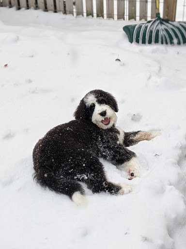 Pet Groomer «Bubbly Paws Dog Wash & Grooming», reviews and photos, 949 Grand Ave, St Paul, MN 55105, USA