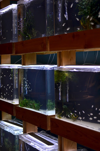 Tropical Fish Store «Aquarium Zen», reviews and photos, 920 NE 64th St, Seattle, WA 98115, USA