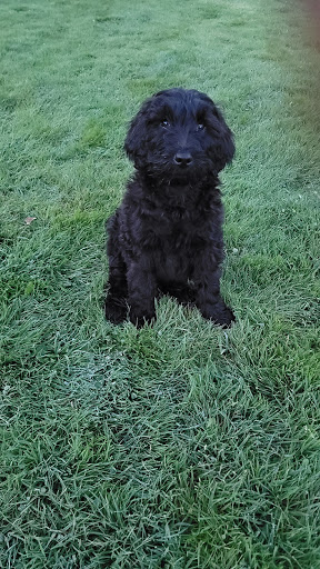 Animal Feed Store «Remnant Farms Feed & Supply», reviews and photos, 1501 Guild Rd, Woodland, WA 98674, USA