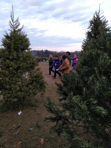 Christmas tree farm Flint