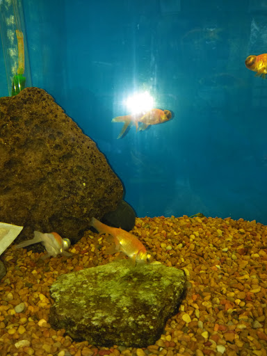 Pet Store «Brooklyn Zoo & Aquarium Pet Store», reviews and photos, 2377 Ralph Ave, Brooklyn, NY 11234, USA