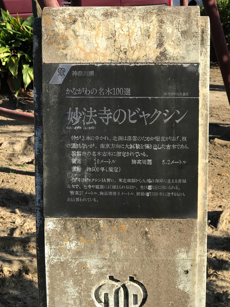 神奈川の名木100選 妙法寺のビャクシン