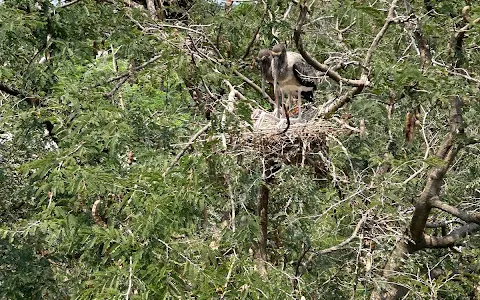 Telineelapuram Bird Sanctuary image