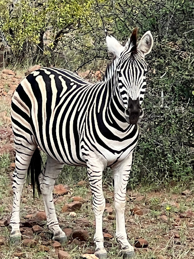 Travel Agency «Travel Beyond - Travel Agency», reviews and photos, 106 Broadway Ave S, Wayzata, MN 55391, USA