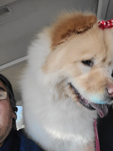 Pet Groomer «Ufuri Pet Salon», reviews and photos, 235 Huron Ave, Port Huron, MI 48060, USA