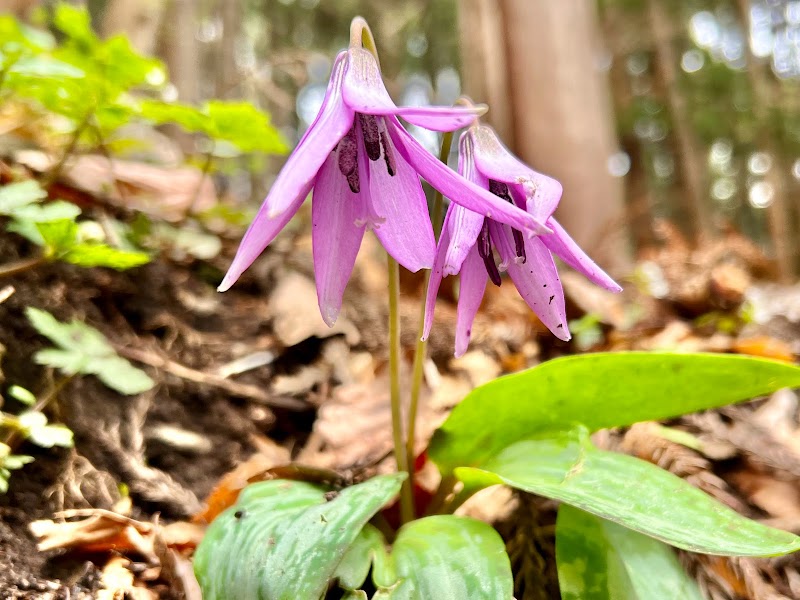 松倉山（七ツ森）