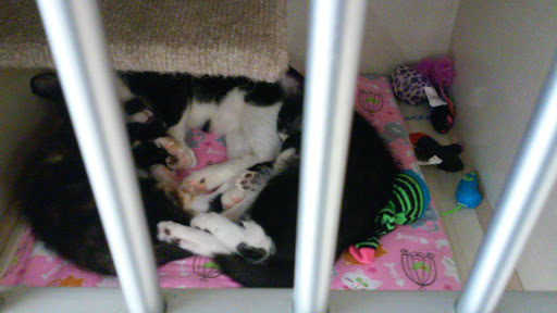 Pet Supply Store «Petco Animal Supplies», reviews and photos, 5961 Warner Ave, Huntington Beach, CA 92649, USA