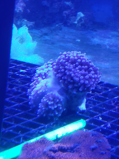 Aquarium Environments