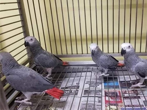 Pet Store «Animal Lovers Pet Shop», reviews and photos, 24028 Vista Montana, Torrance, CA 90505, USA