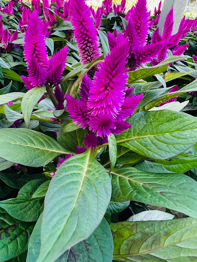 Home Improvement Store «The Home Depot», reviews and photos, 2699 Henry St, Muskegon, MI 49441, USA