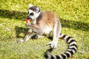 Lemur's Park image