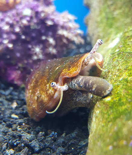 Tropical Fish Store «Fish Finatics», reviews and photos, 7037 Manlius Center Rd, East Syracuse, NY 13057, USA