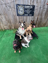 Dog Training TASER K9 - Photo 9 - Car repair in , Hollywood