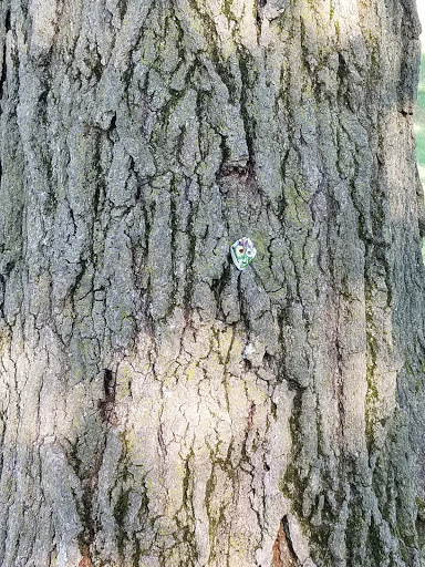 Park «Lions Park», reviews and photos, 8875 McEvilly Rd, Minooka, IL 60447, USA