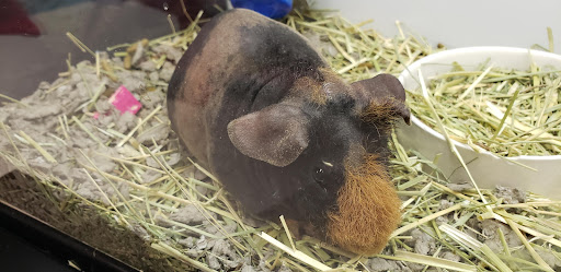 Pet Supply Store «Petco Animal Supplies», reviews and photos, 3320 Stockton Hill Rd, Kingman, AZ 86409, USA