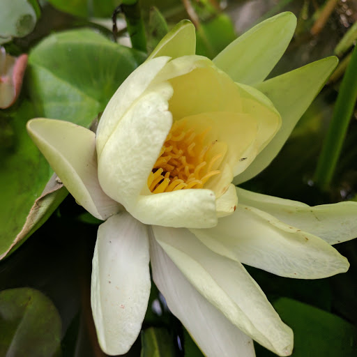 Coffee Shop «Starbucks», reviews and photos, 164 N York St, Elmhurst, IL 60126, USA