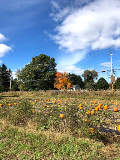 Bolton Spring Farm