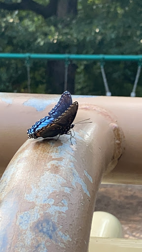 Park «Heritage Park», reviews and photos, 99 Lake Dow Rd, McDonough, GA 30252, USA