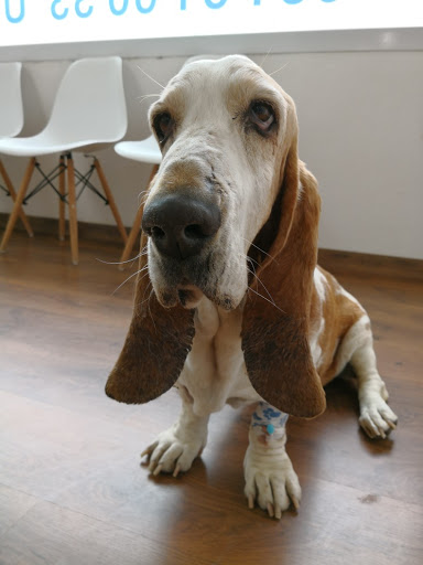 Hospital Veterinario East Malaga en Torre del Mar