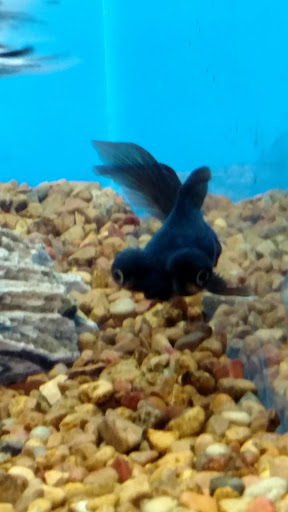 Pet Supply Store «PetSmart», reviews and photos, 421 Commerce Dr, Victor, NY 14564, USA