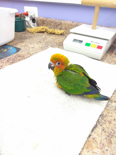 Bird Shop «Paterson Bird Store», reviews and photos, 13 Furler St # 1, Totowa, NJ 07512, USA