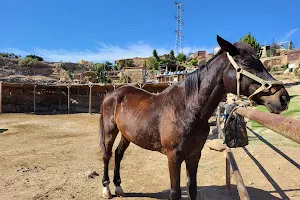 Tenerife Horse Rescue image