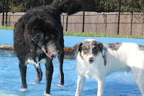 The Paw Spot Pet Resort - Photo 7 - Car repair in Tyler, TX, Tyler