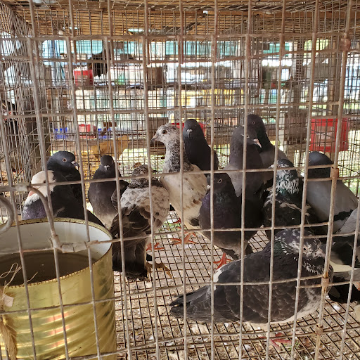 Flea Market «Parkland Flea Market & Restaurant», reviews and photos, 4994 Murfreesboro Rd, Lebanon, TN 37090, USA