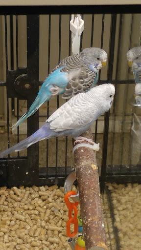 Pet Supply Store «PetSmart», reviews and photos, 144 Retail Commons Pkwy, Martinsburg, WV 25403, USA