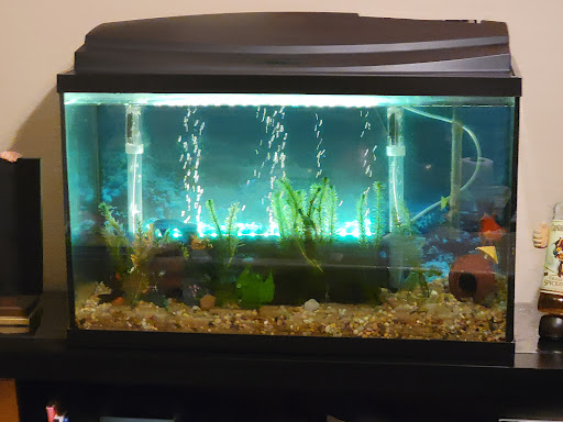 Pet Store «Pet World», reviews and photos, 891 Harriman Pl, San Bernardino, CA 92408, USA