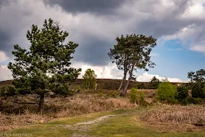 Canford Heath Nature Reserve image