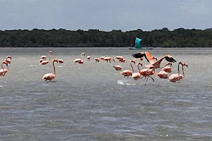 Santuario de Fauna y Flora Los Flamencos image