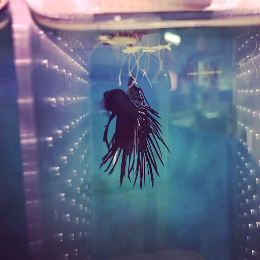 Pet Store «Southside Pet Shop», reviews and photos, 7031 Southside Dr, Louisville, KY 40214, USA