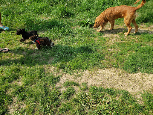 Park «Lake of the Isles Dog Park», reviews and photos, 2845 W Lake of the Isles Pkwy, Minneapolis, MN 55405, USA