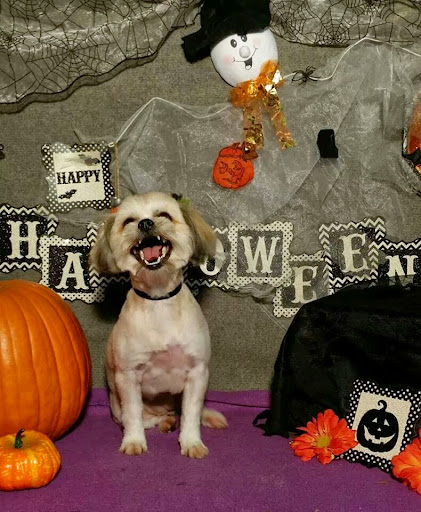 Wags N Whiskers Pet Grooming Salon