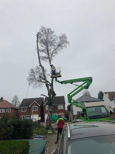 Tree felling Birmingham